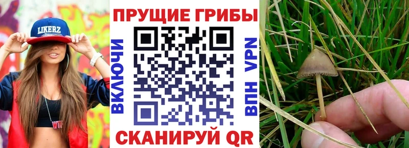 Галлюциногенные грибы Psilocybe  Ивдель 
